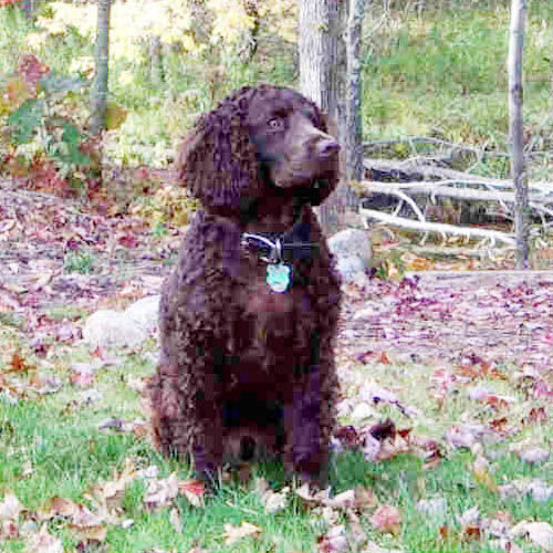 Wisconsin State Dog Water Spaniel
